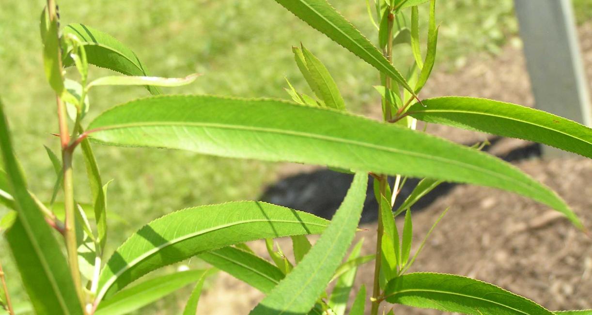 Tree leaves