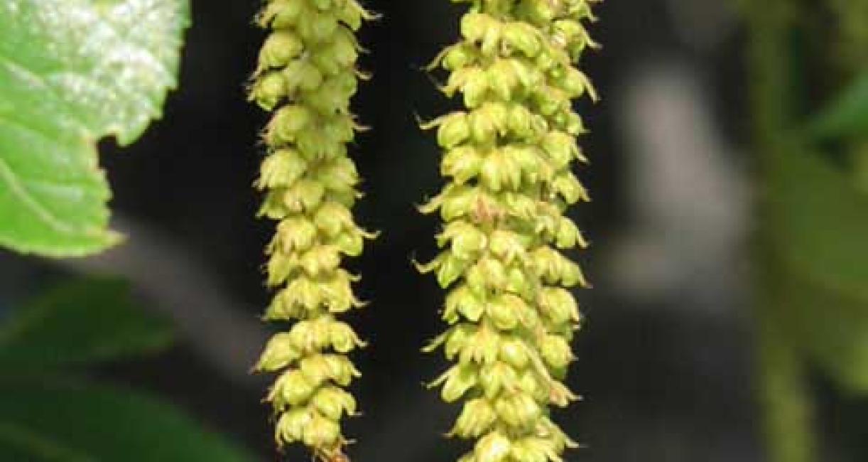 Tree flower