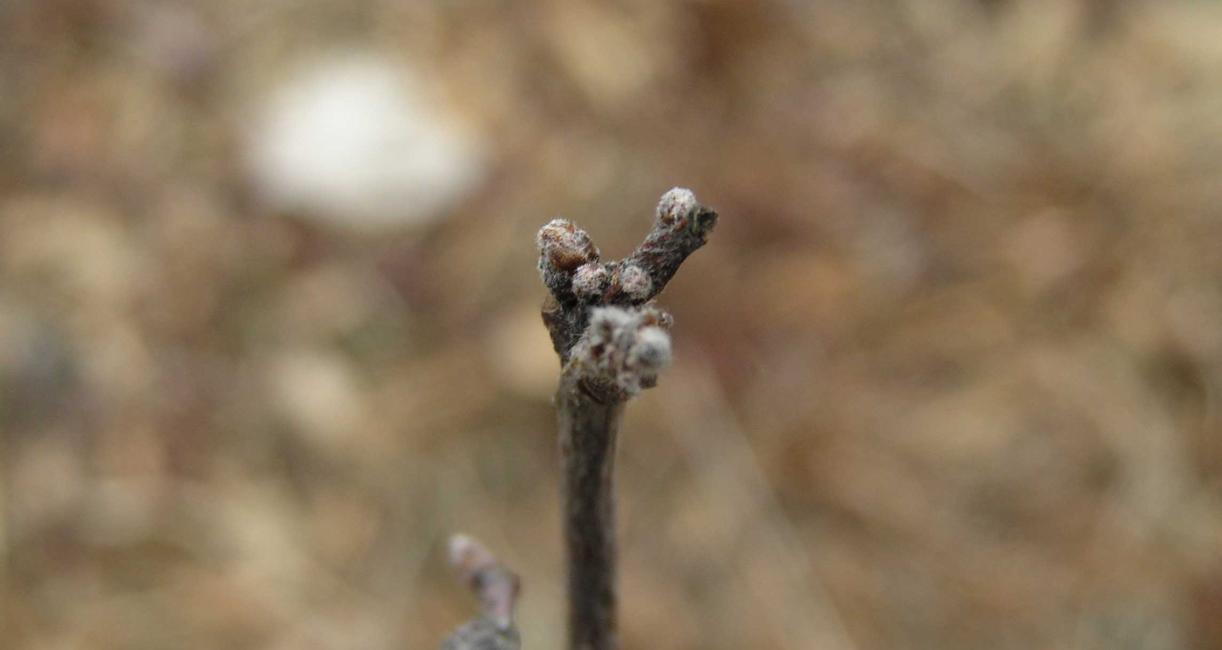 Tree bud