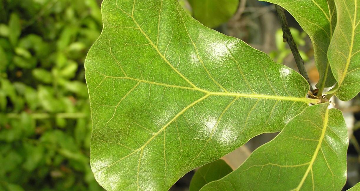 Tree leaves