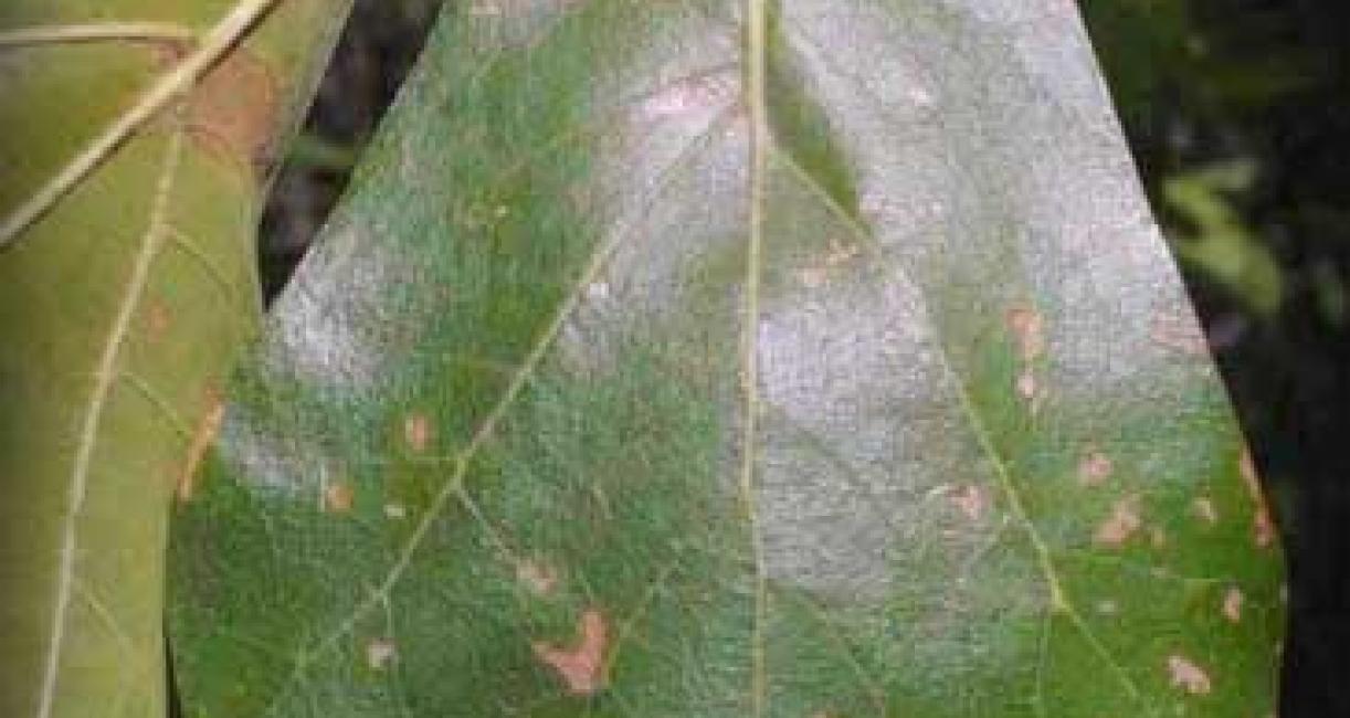 Tree leaf