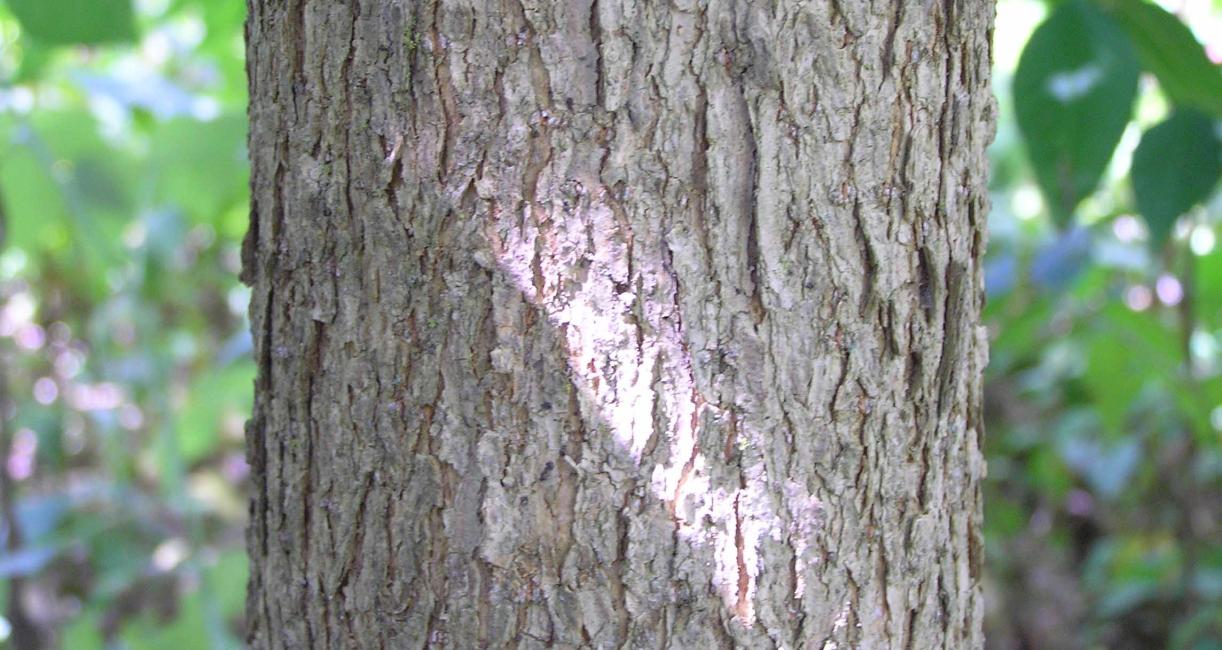Tree bark