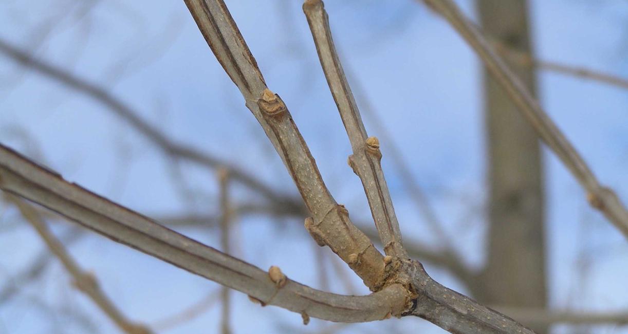Tree branch