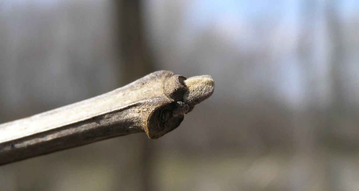 Tree bud