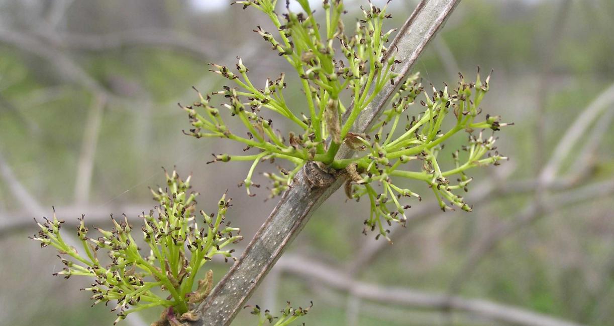 Tree flower