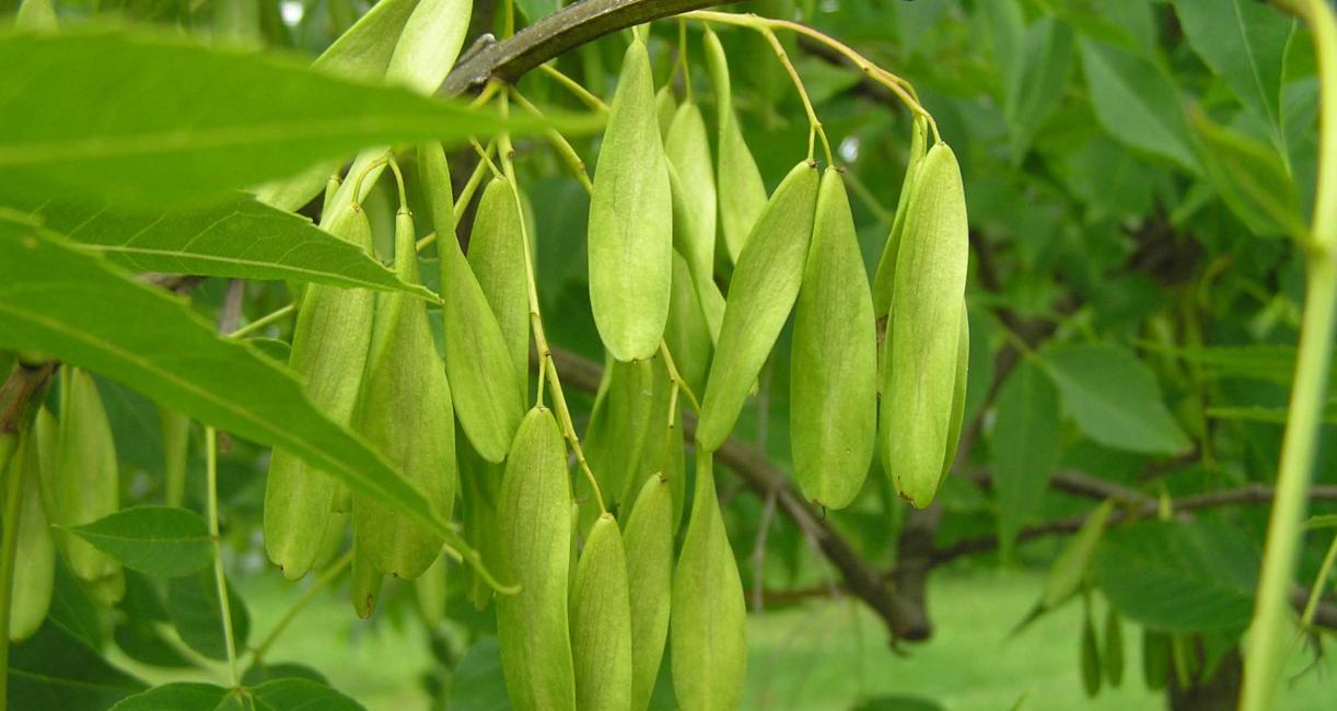 Tree fruit