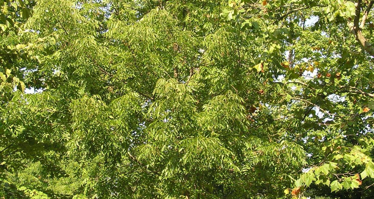 Tree habitat