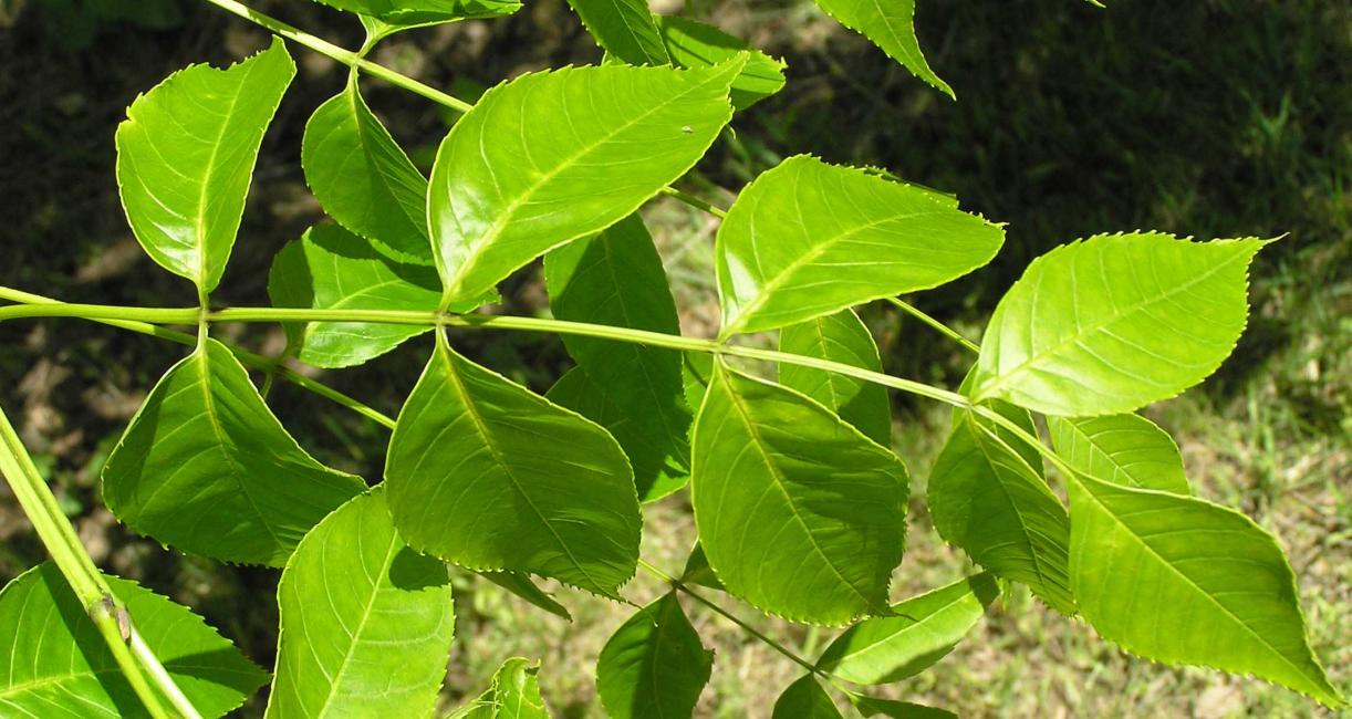 Tree leaves