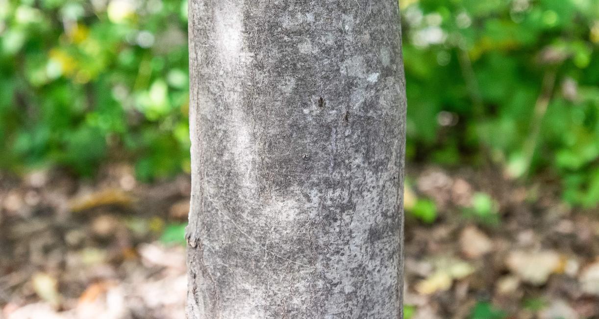 Tree bark