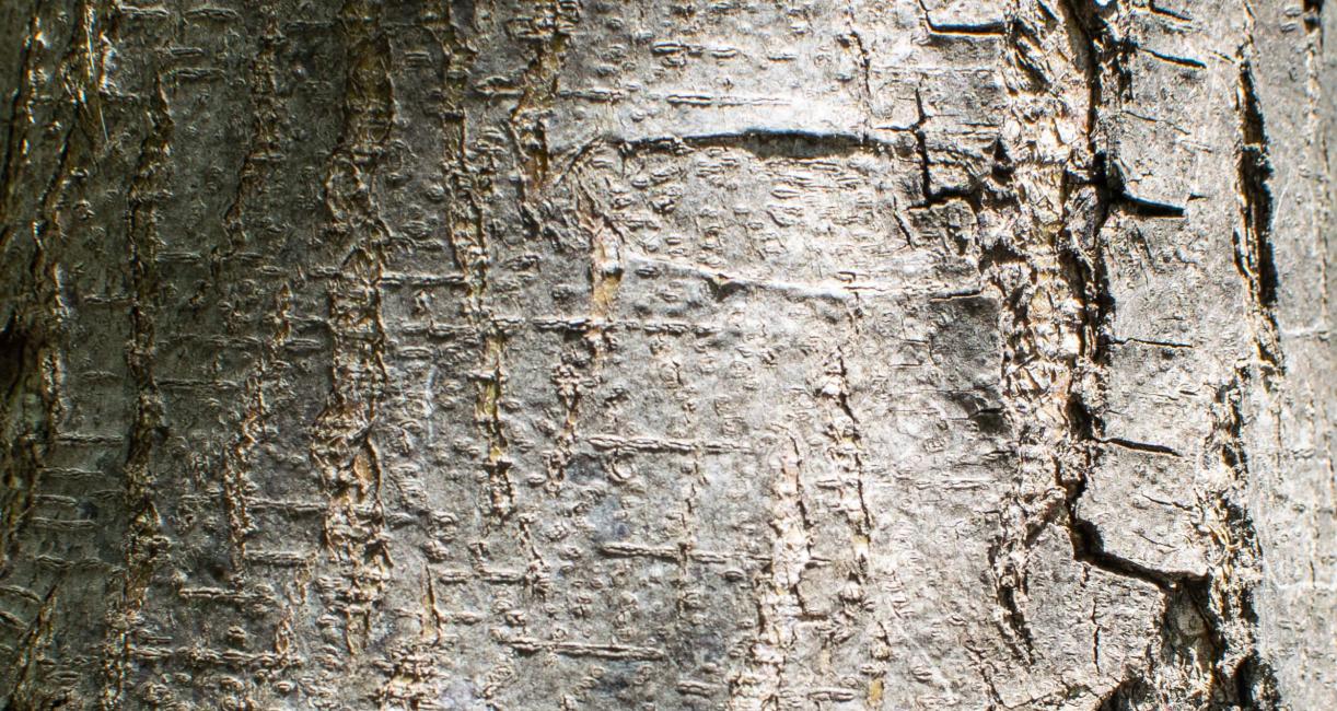 Tree bark