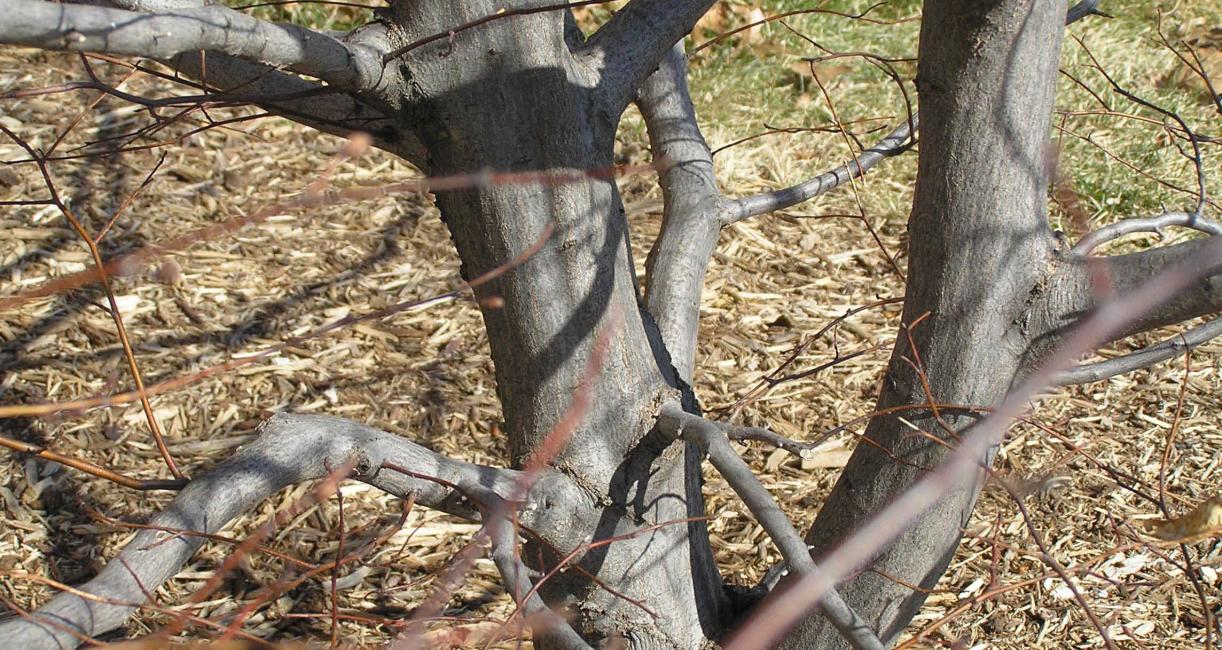 Tree bark