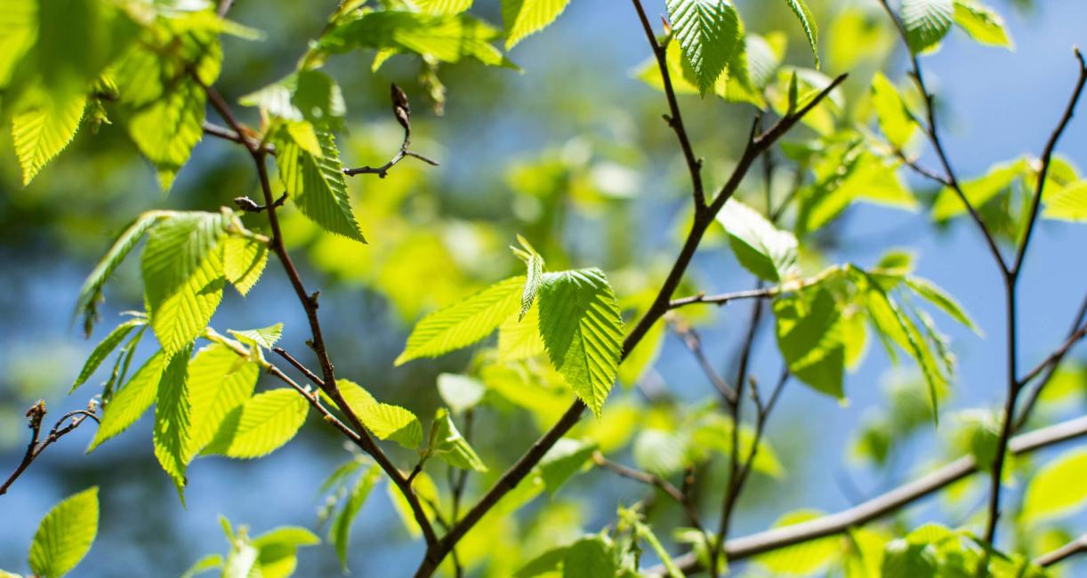 Tree branch