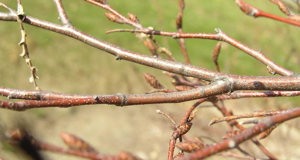 Tree branch