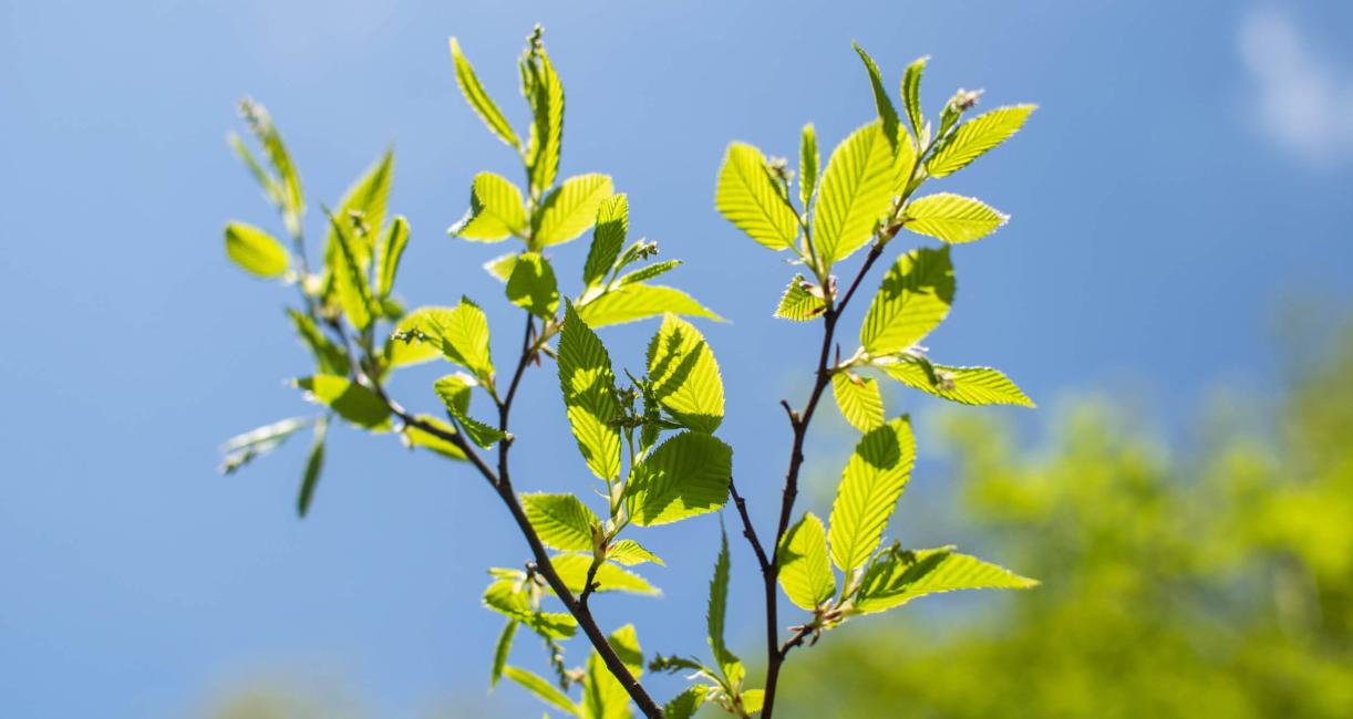 Tree bud