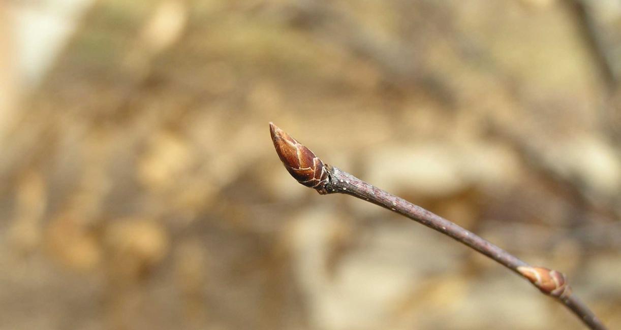 Tree bud