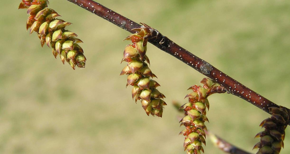 Tree flower