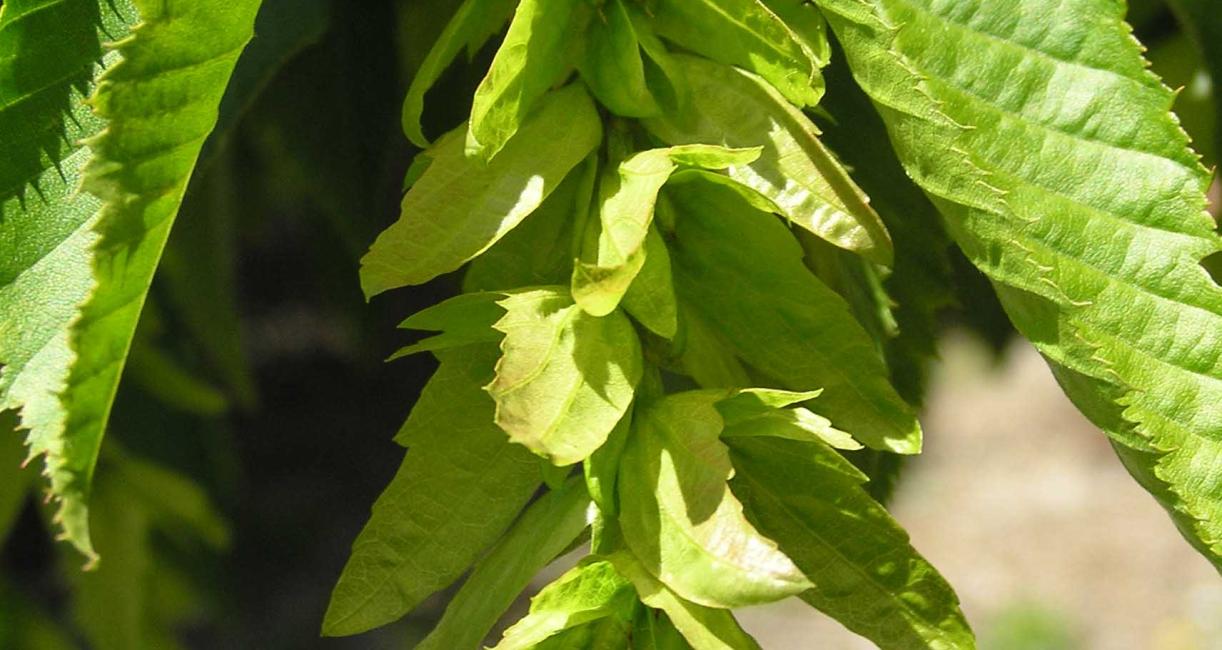 Tree fruit