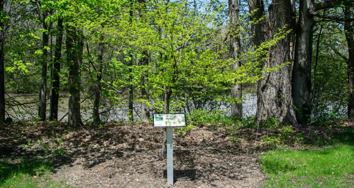 Tree habitat