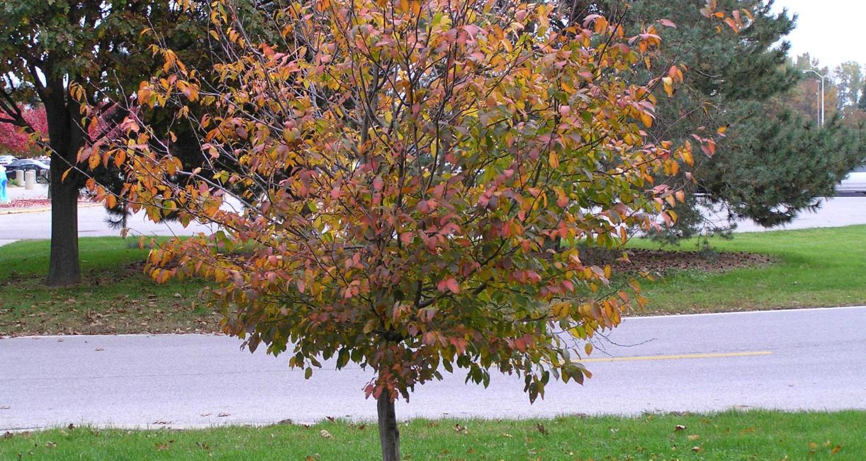 Tree habit