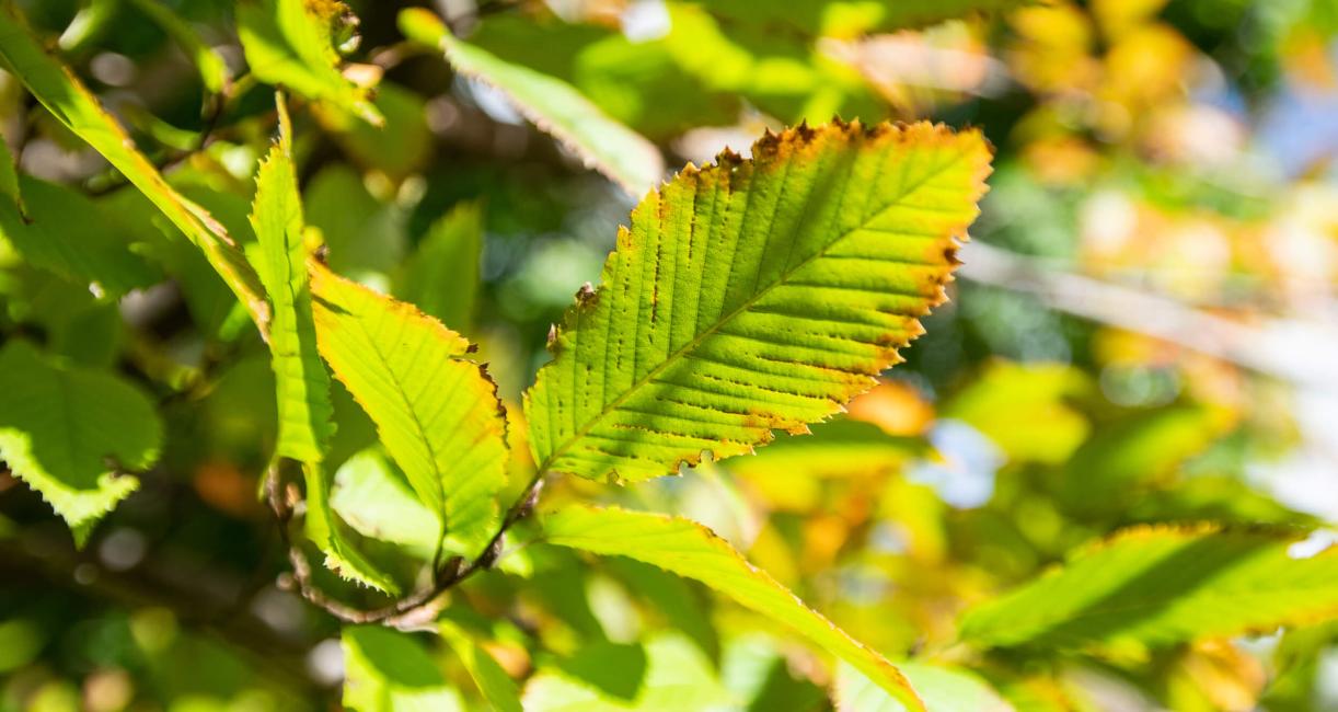Tree leaves