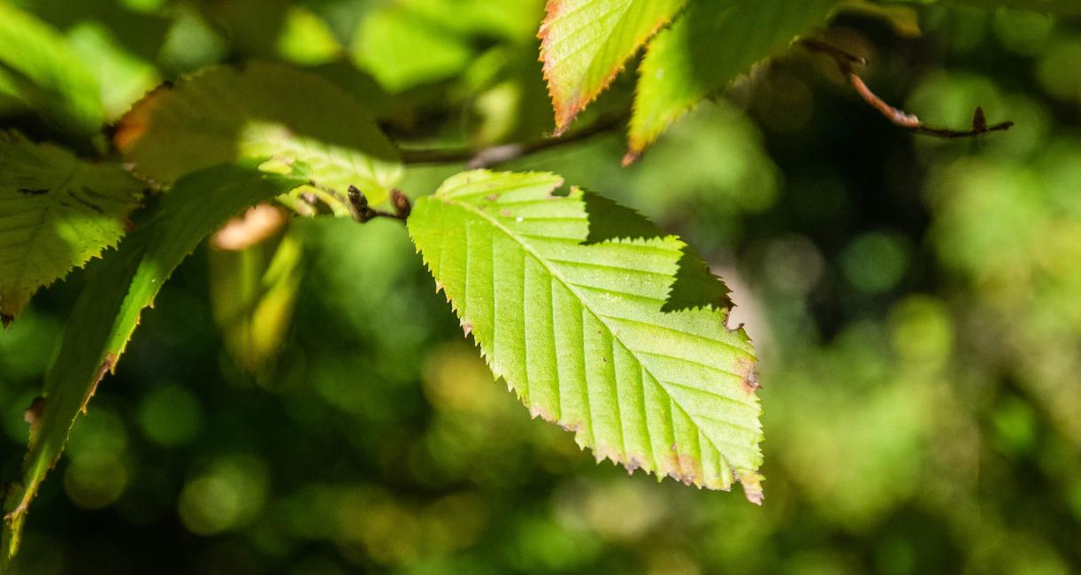 Tree leaves