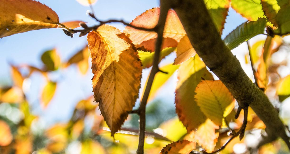Tree leaves