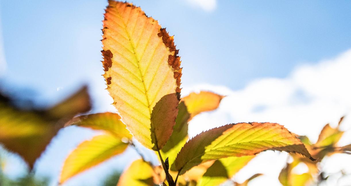 Tree leaves