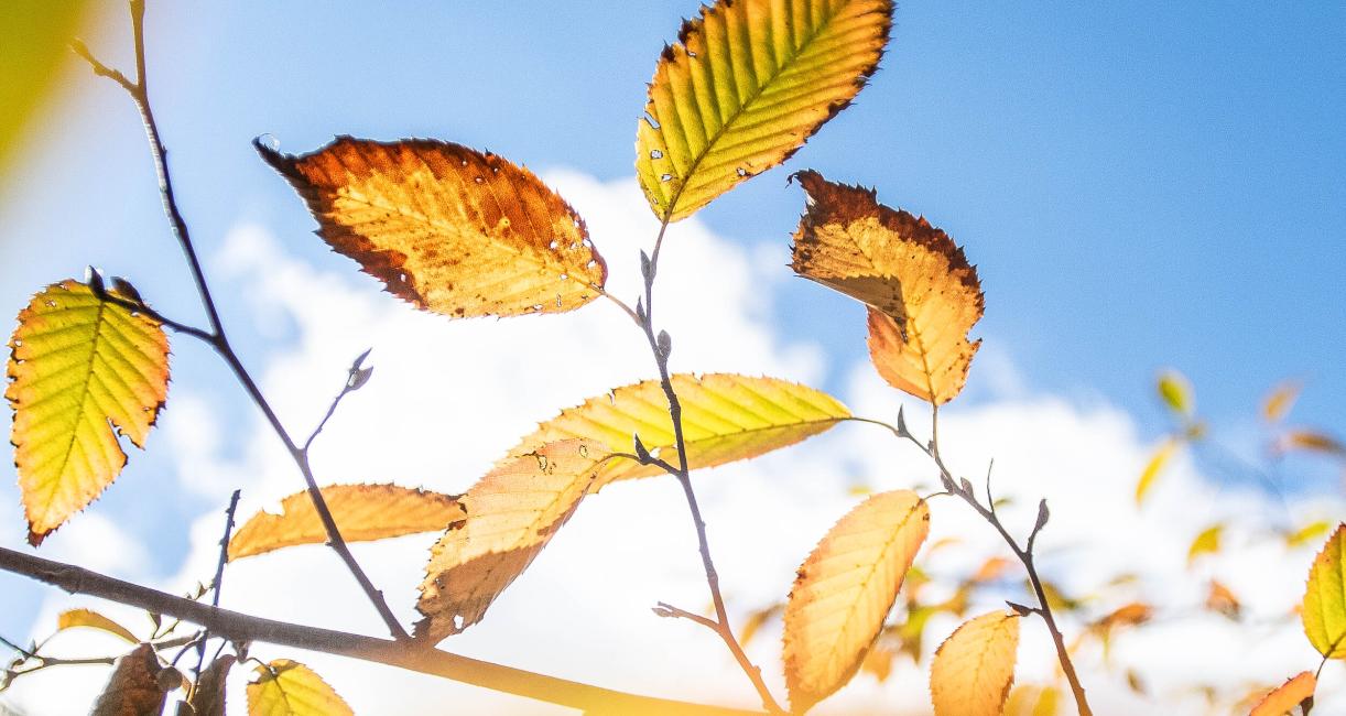 Tree leaves