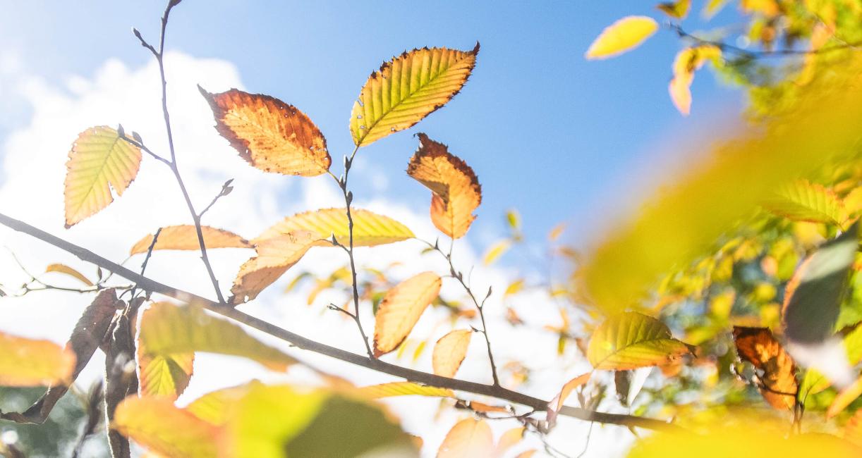 Tree leaves