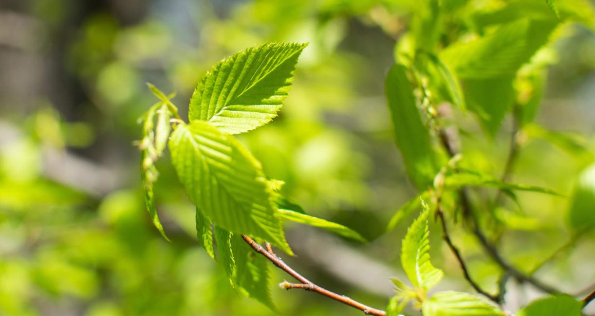 Tree leaves