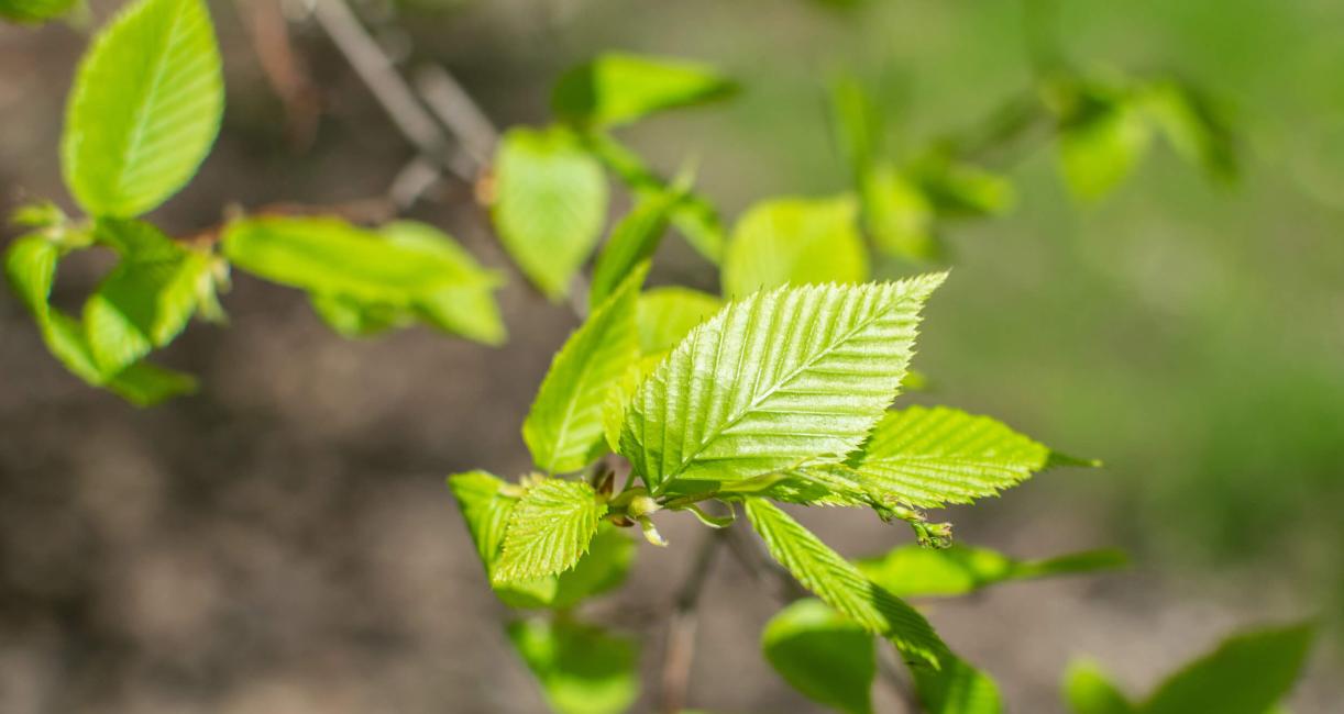 Tree leaves