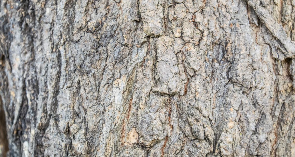 Tree bark