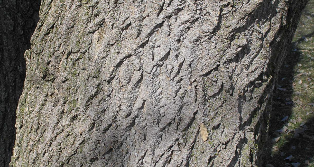 Tree bark