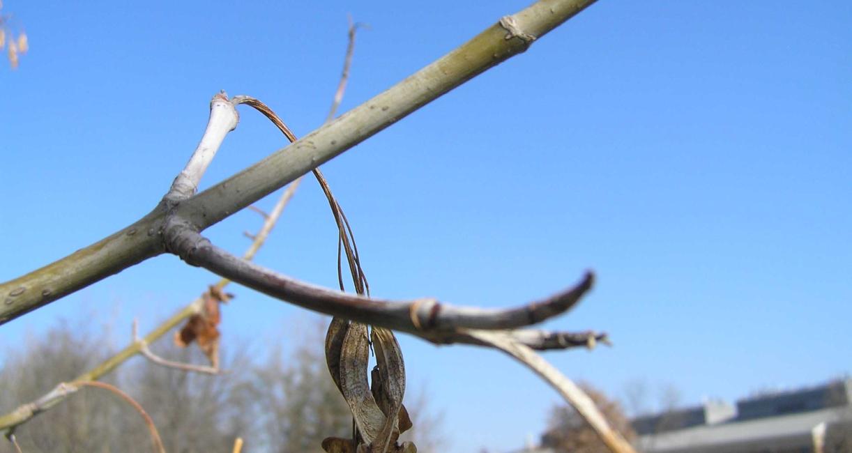 Tree branch