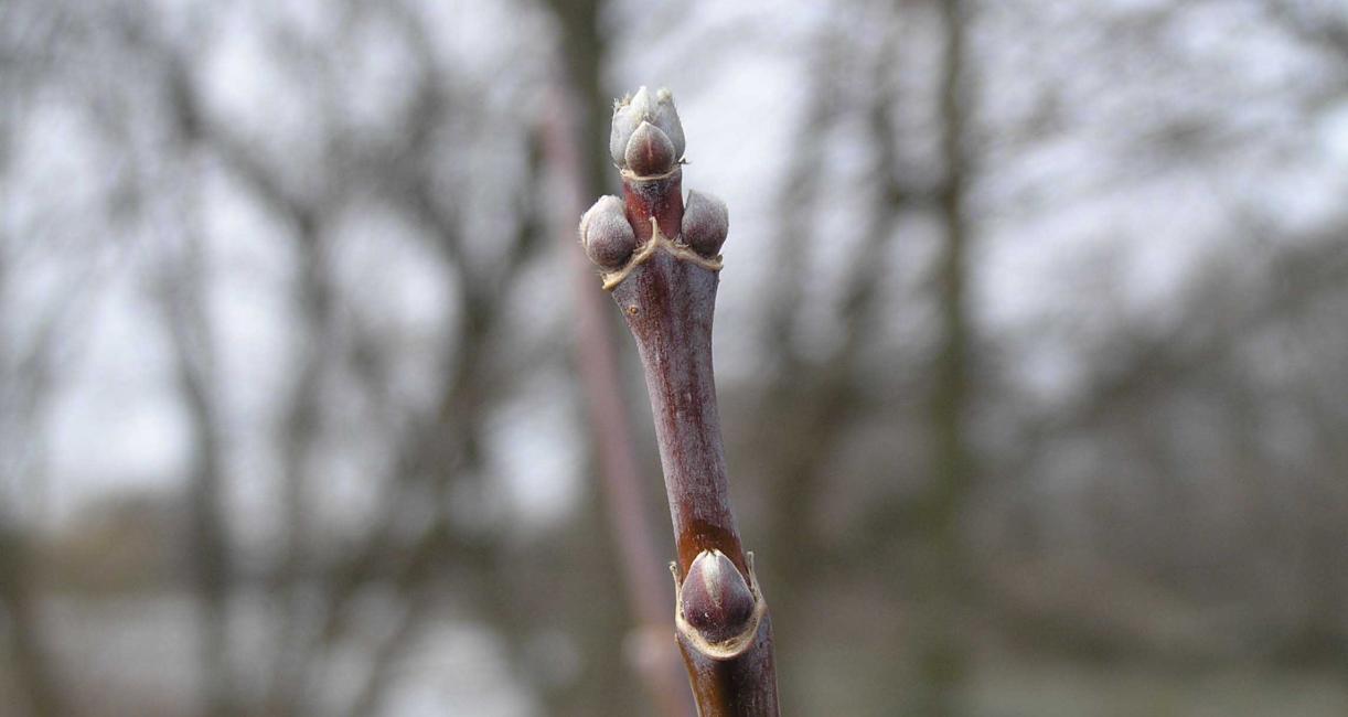 Tree bud