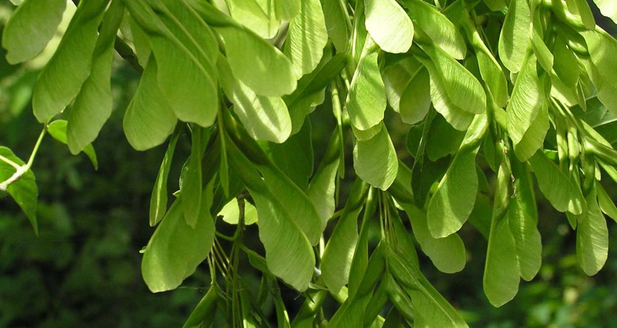 Tree fruit