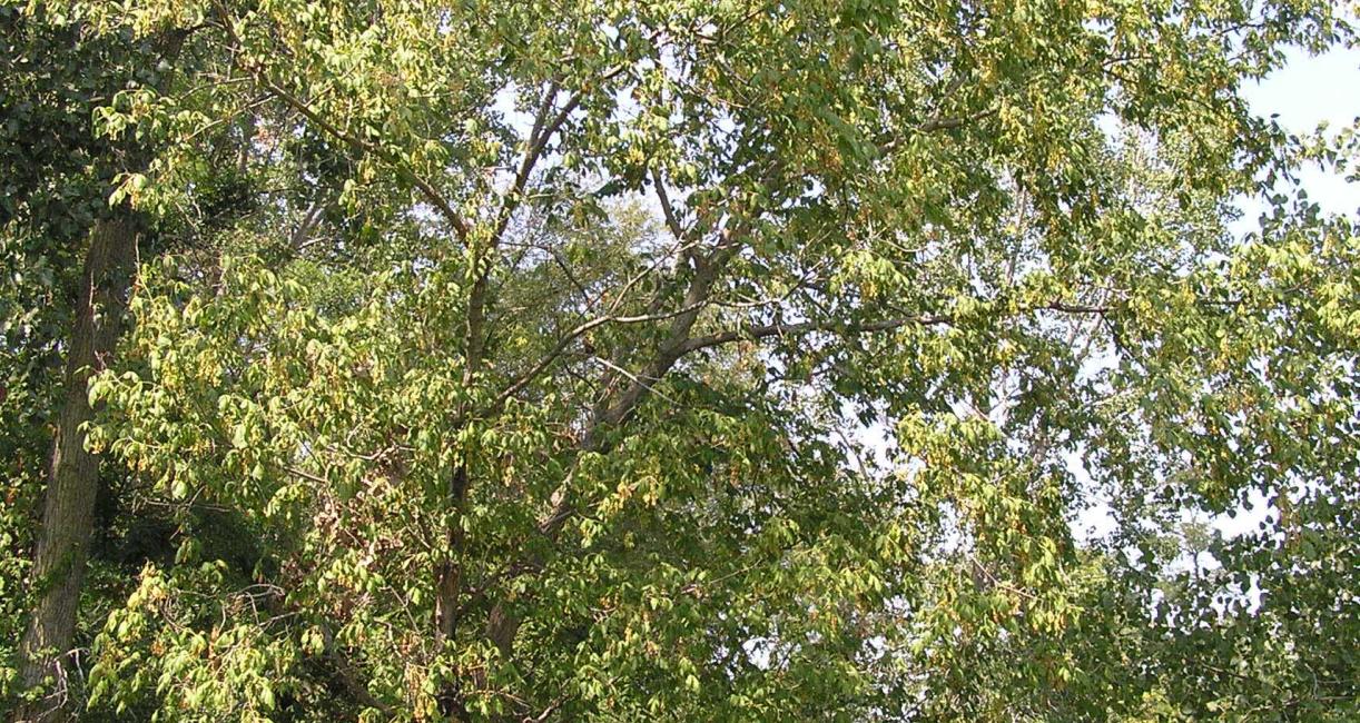 Tree habitat