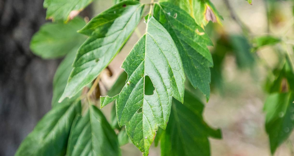 Tree leaves