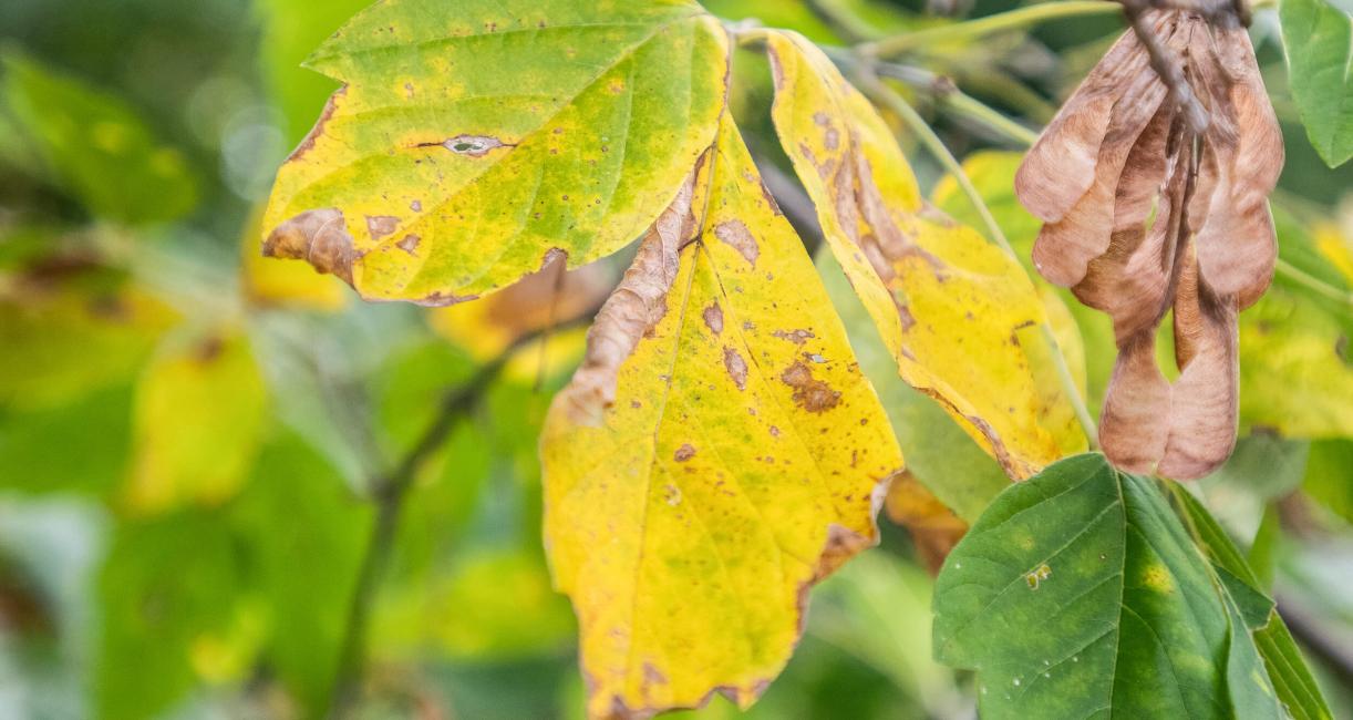 Tree leaves