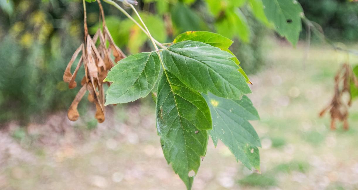 Tree leaves