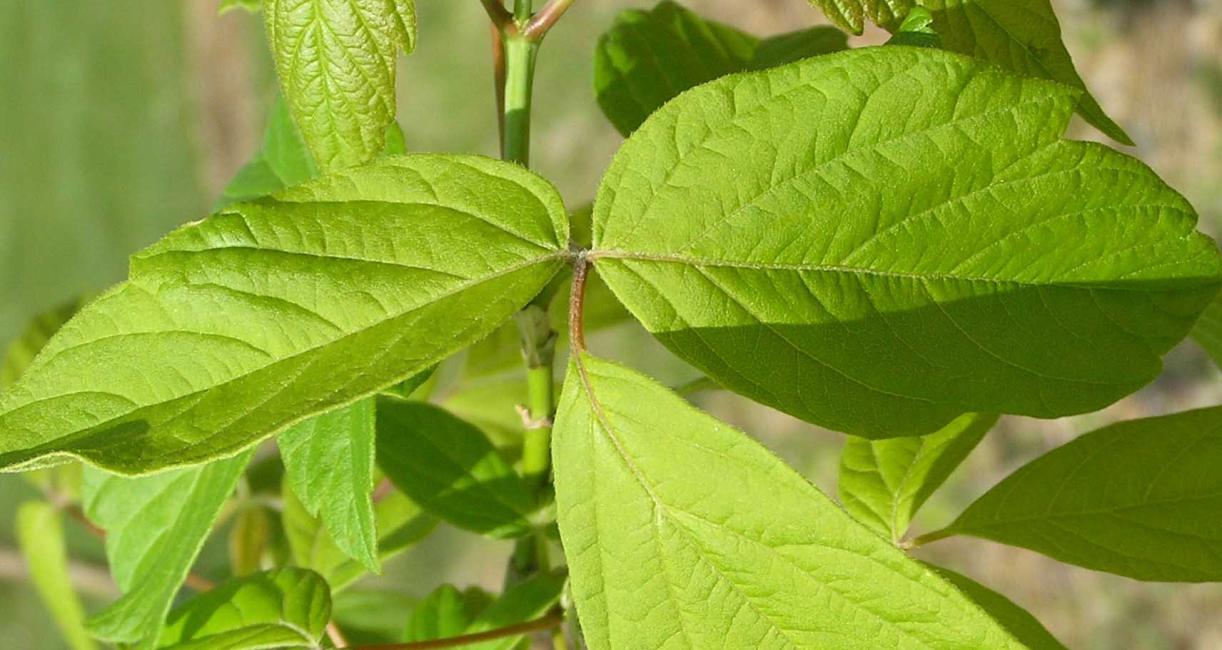 Tree leaves