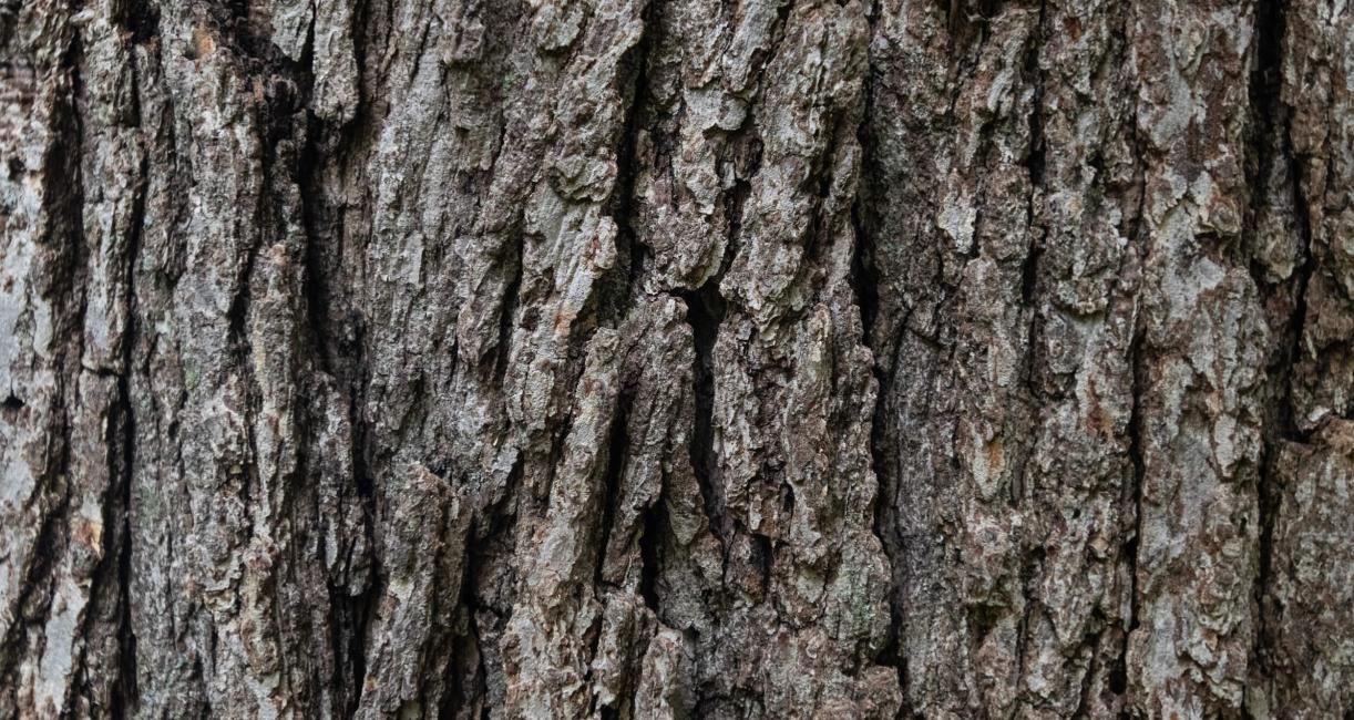 Tree bark