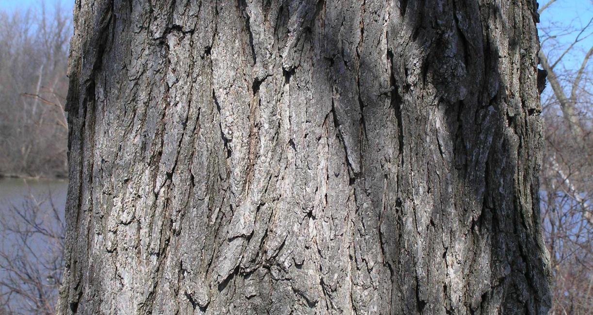 Tree bark