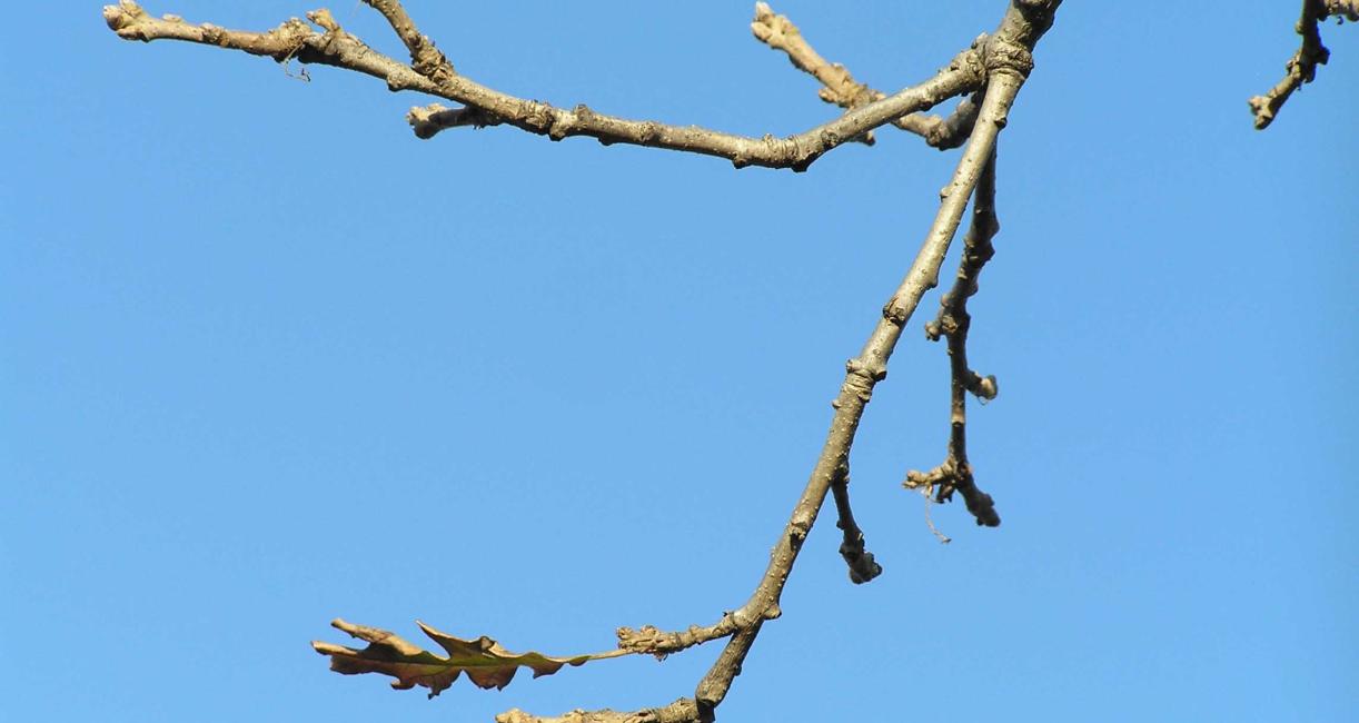 Tree branch