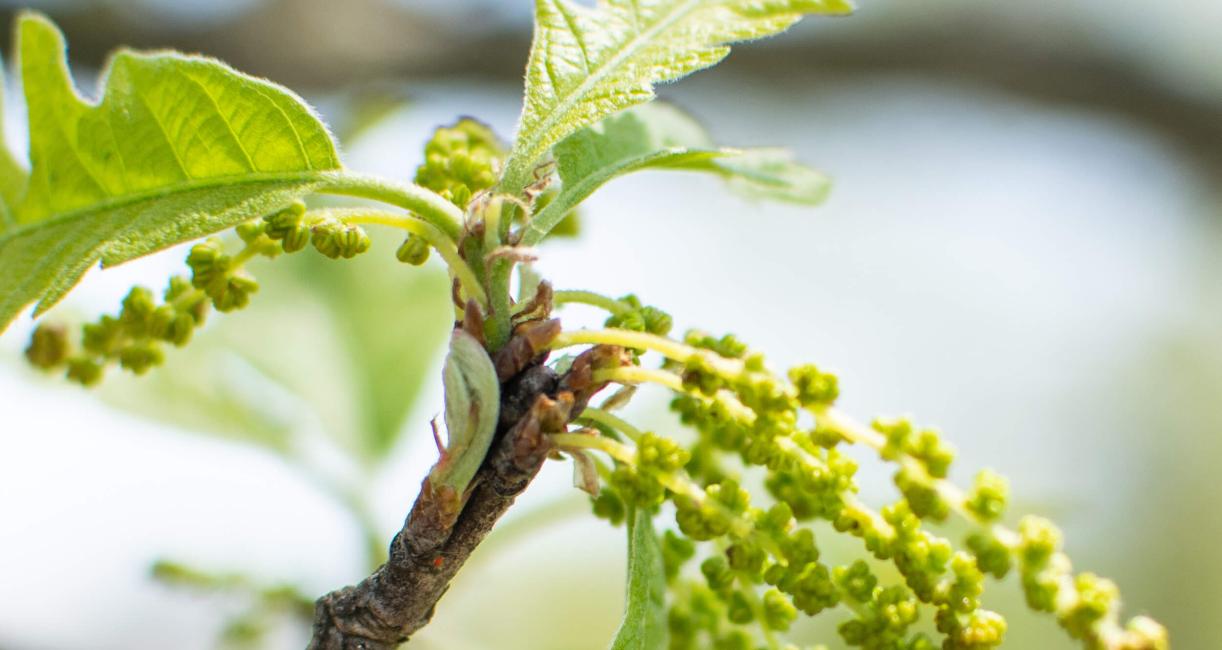 Tree bud