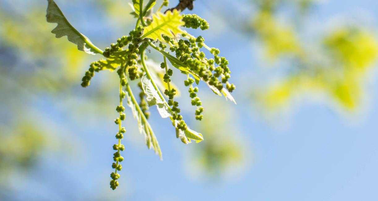 Tree bud