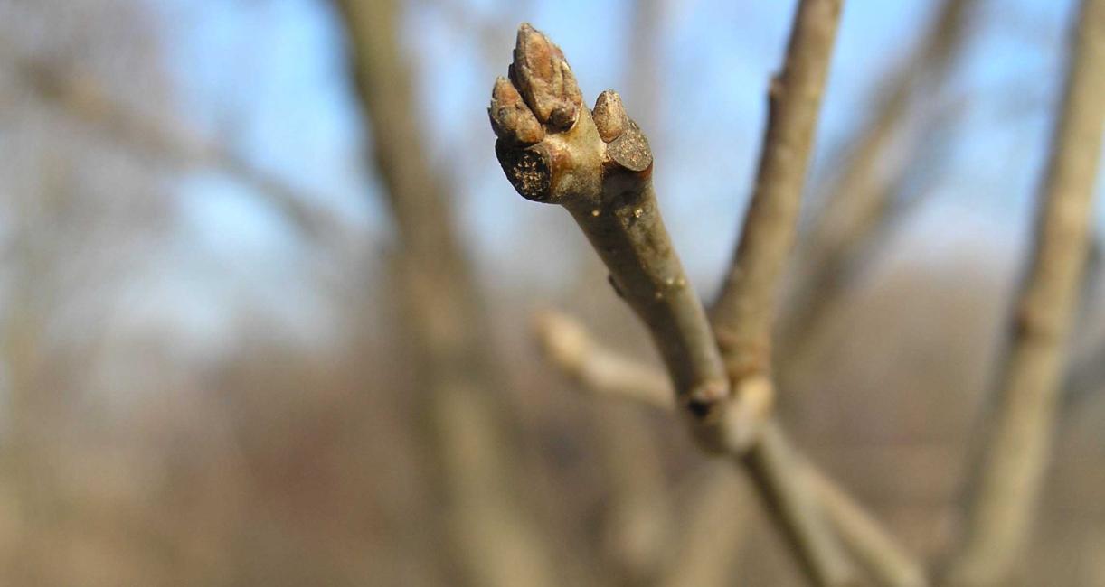 Tree bud