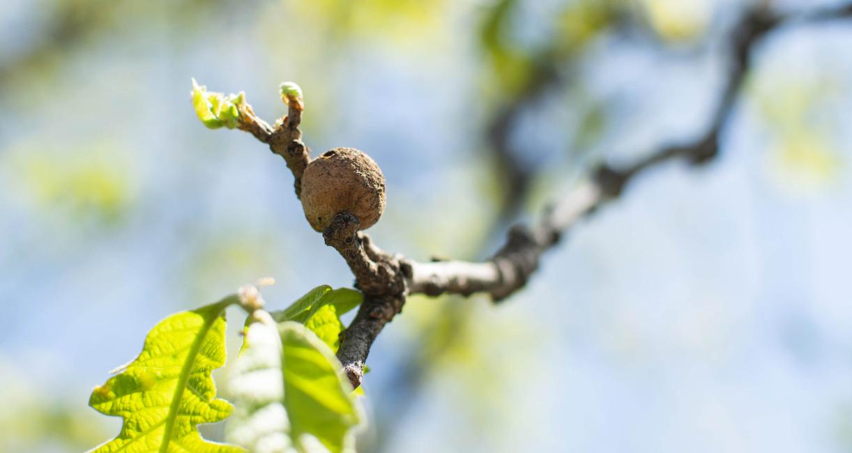 Tree fruit