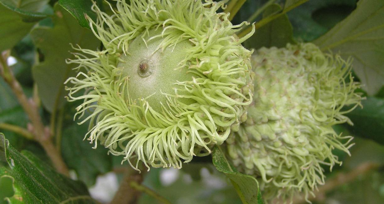 Tree fruit