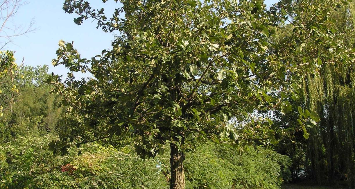 Tree habitat